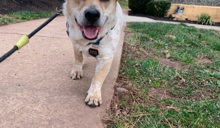Doggone Lucky Pet Services - ,