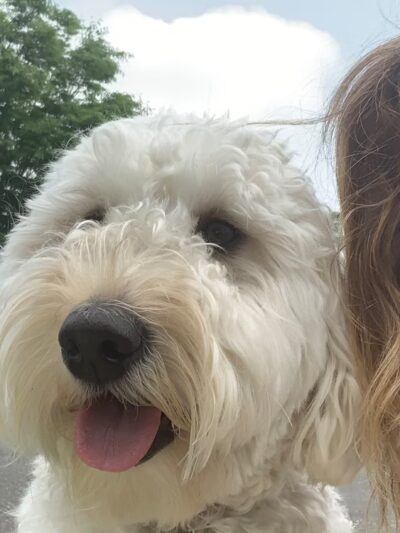 Doggone Lucky Pet Services - ,