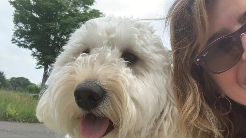 Doggone Lucky Pet Services - ,