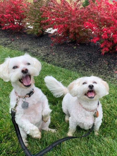 Doggone Lucky Pet Services - ,