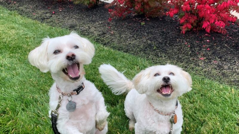 Doggone Lucky Pet Services - ,
