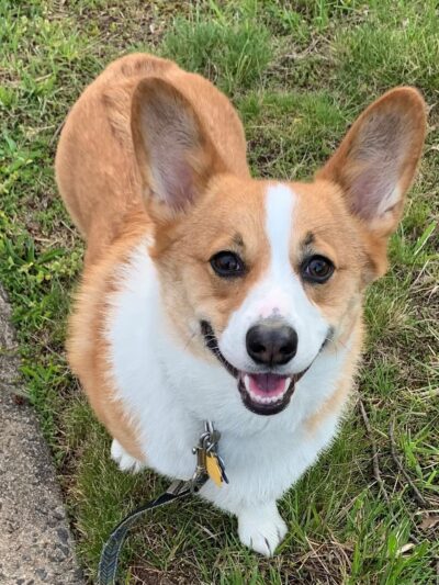 Doggone Lucky Pet Services - ,