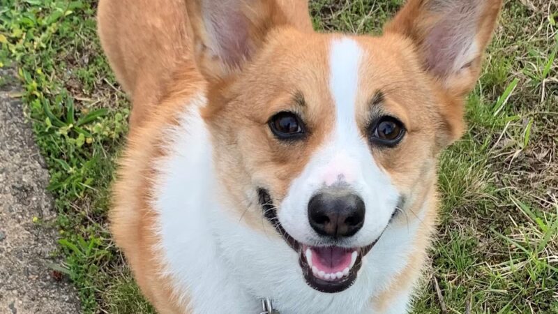 Doggone Lucky Pet Services - ,