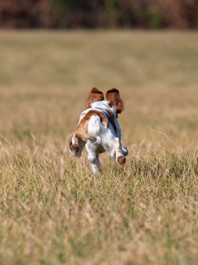 Dogs Listen To Us - ,