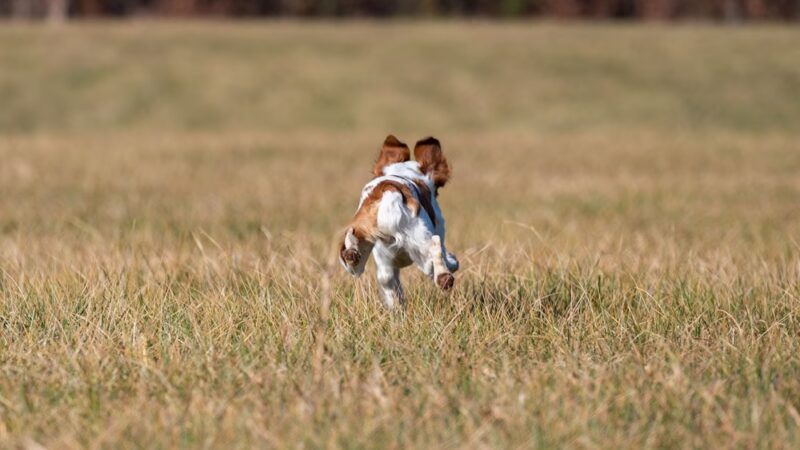 Dogs Listen To Us - ,
