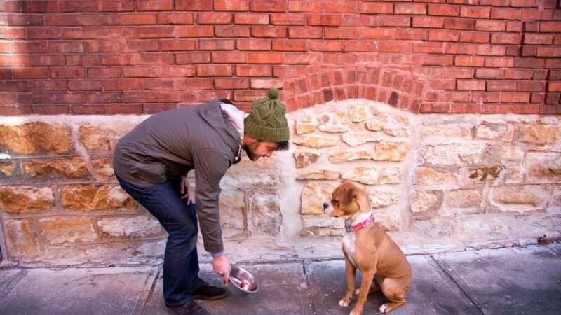 Dogs Listen To Us - ,