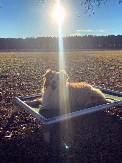 Dogs Listen To Us - ,