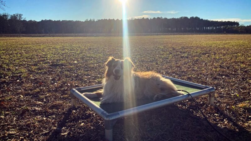 Dogs Listen To Us - ,