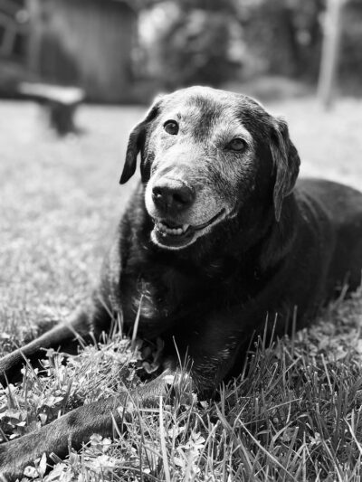 Dogs Of Dillsburg - ,