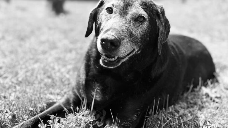 Dogs Of Dillsburg - ,