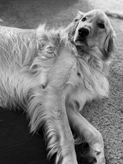 Dogs Of Dillsburg - ,