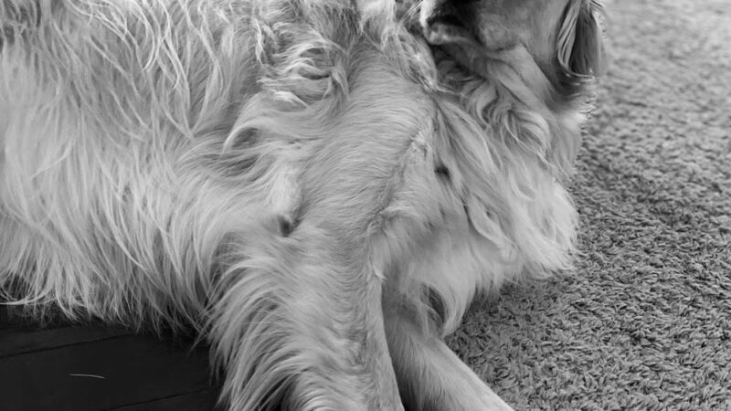 Dogs Of Dillsburg - ,