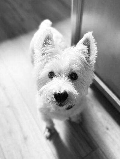 Dogs Of Dillsburg - ,