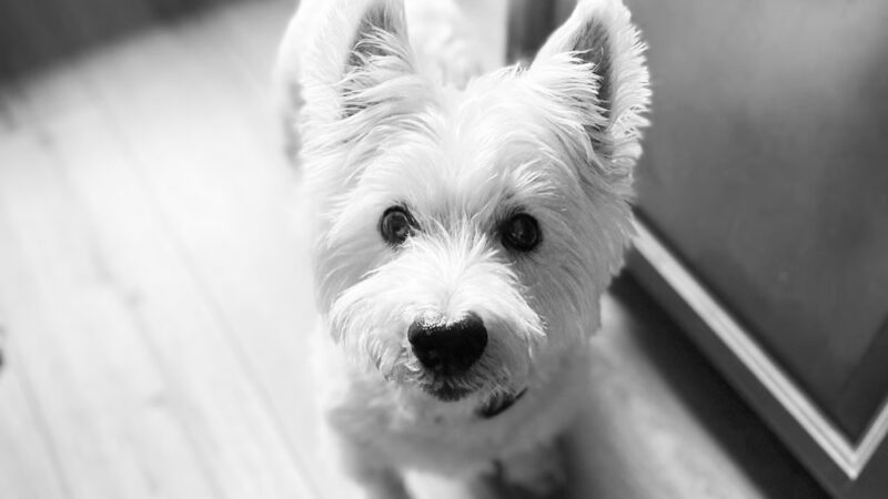 Dogs Of Dillsburg - ,