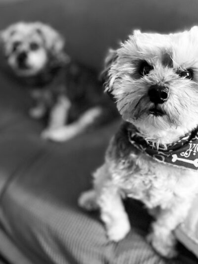 Dogs Of Dillsburg - ,