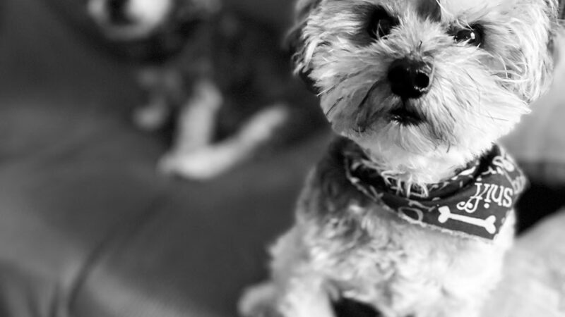 Dogs Of Dillsburg - ,