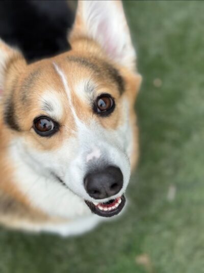 Dogwater Grooming LLC - ,