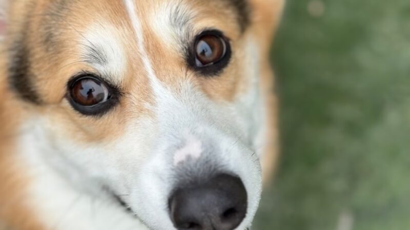 Dogwater Grooming LLC - ,