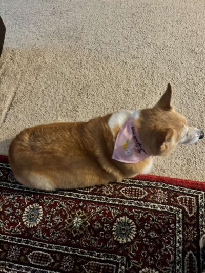 Dogwater Grooming LLC - ,