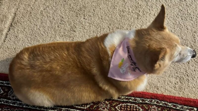 Dogwater Grooming LLC - ,