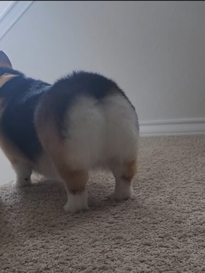 Dogwater Grooming LLC - ,