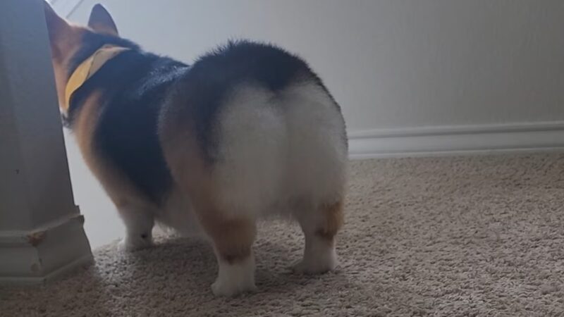 Dogwater Grooming LLC - ,