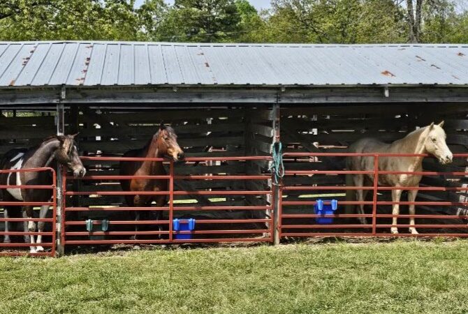 Fourche Creek RV Park and Riding Trails - Doniphan, MO