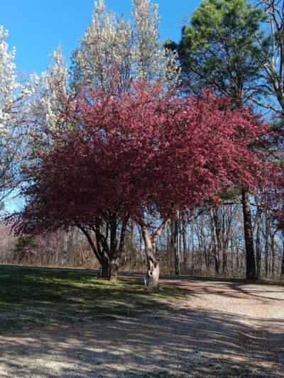 Fourche Creek RV Park and Riding Trails - Doniphan, MO