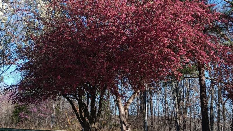 Fourche Creek RV Park and Riding Trails - Doniphan, MO