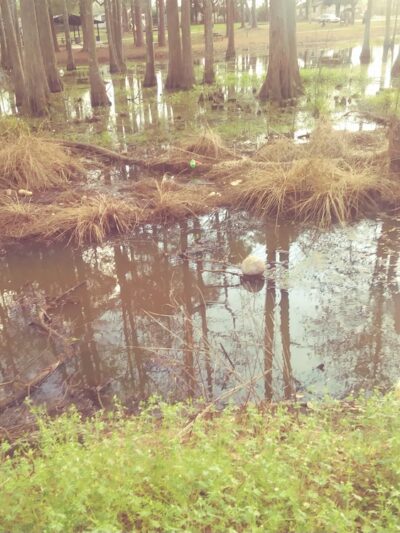 Wheeler Park - Douglas, GA
