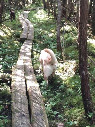 Law Farm Nature Trails - Dover-Foxcroft, ME