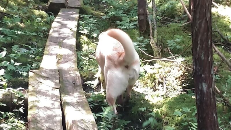 Law Farm Nature Trails - Dover-Foxcroft, ME