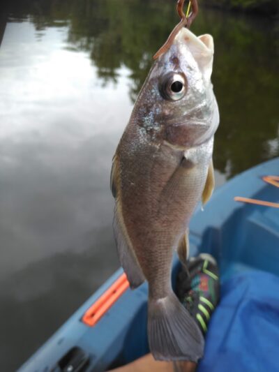 Dyers Creek Recreation Area - Dover, TN