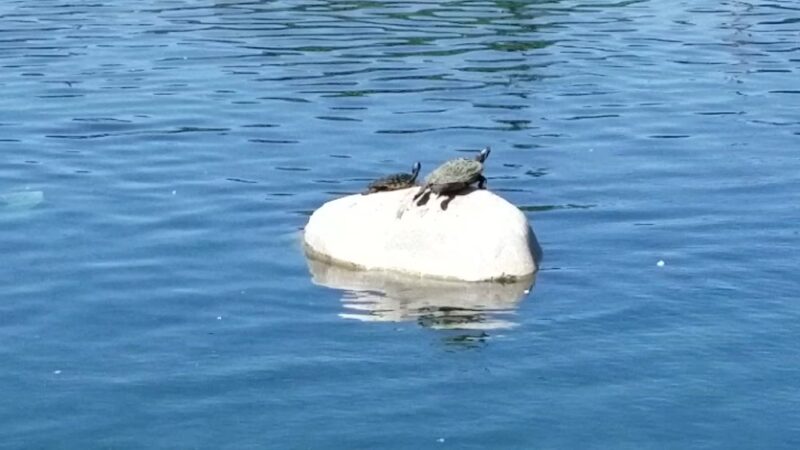 Wilderness Park - Downey, CA
