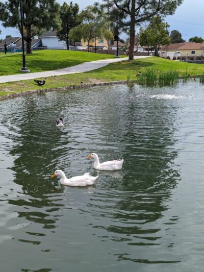 Wilderness Park - Downey, CA