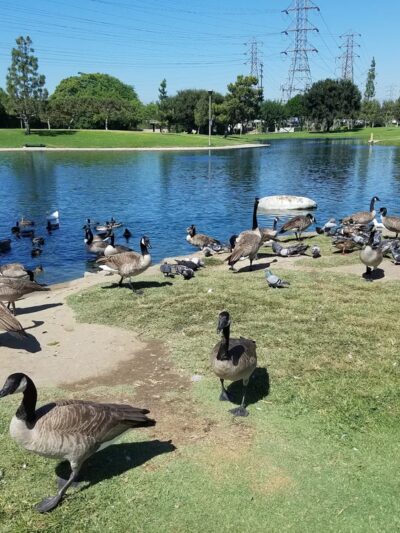 Wilderness Park - Downey, CA