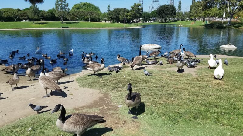 Wilderness Park - Downey, CA
