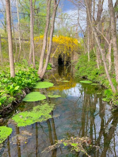 Chapman Park - Doylestown, PA