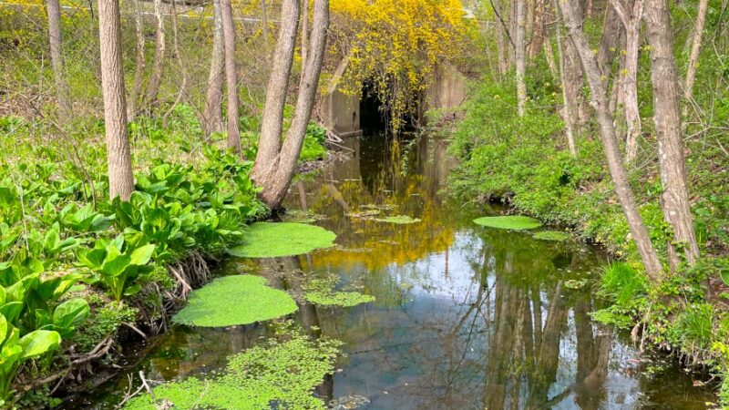 Chapman Park - Doylestown, PA