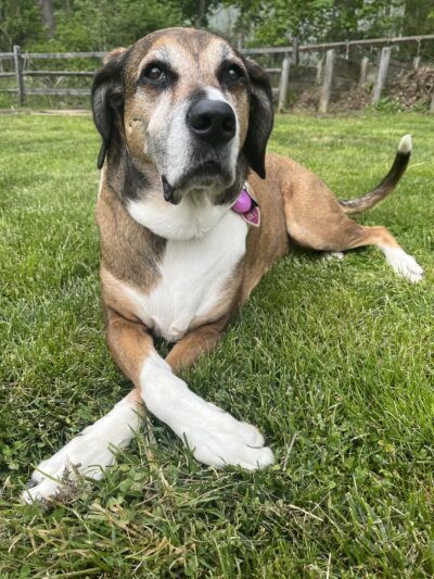 DoylestownDogsLLC - Doylestown, PA