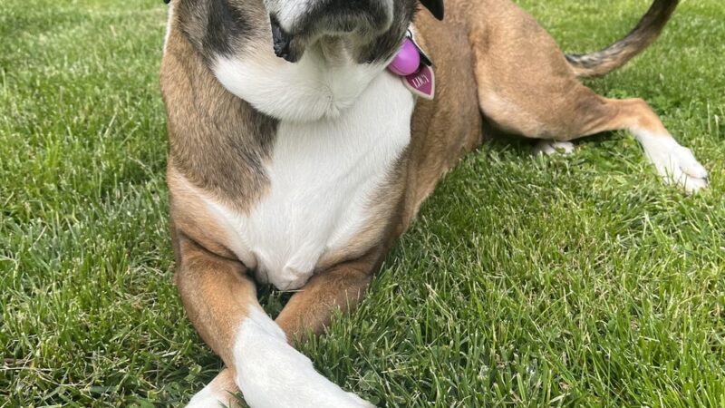 DoylestownDogsLLC - Doylestown, PA