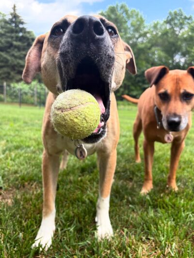 DoylestownDogsLLC - Doylestown, PA