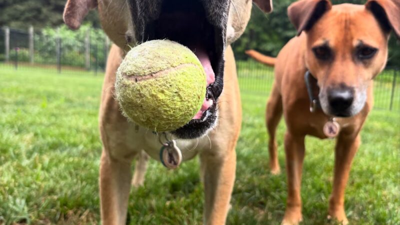 DoylestownDogsLLC - Doylestown, PA