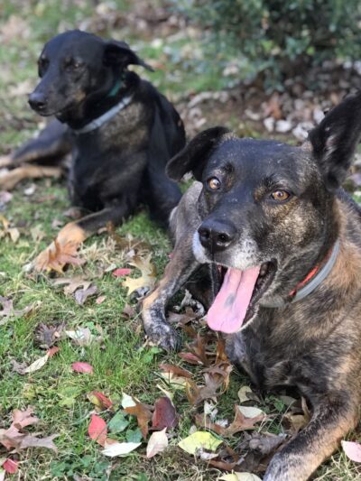 DoylestownDogsLLC - Doylestown, PA