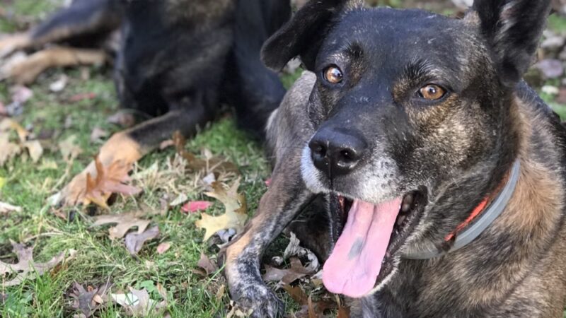 DoylestownDogsLLC - Doylestown, PA