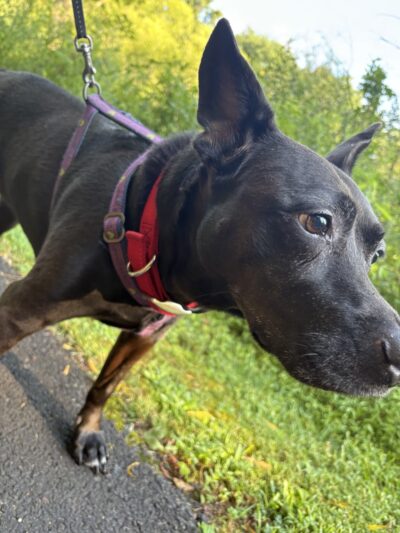 DoylestownDogsLLC - Doylestown, PA