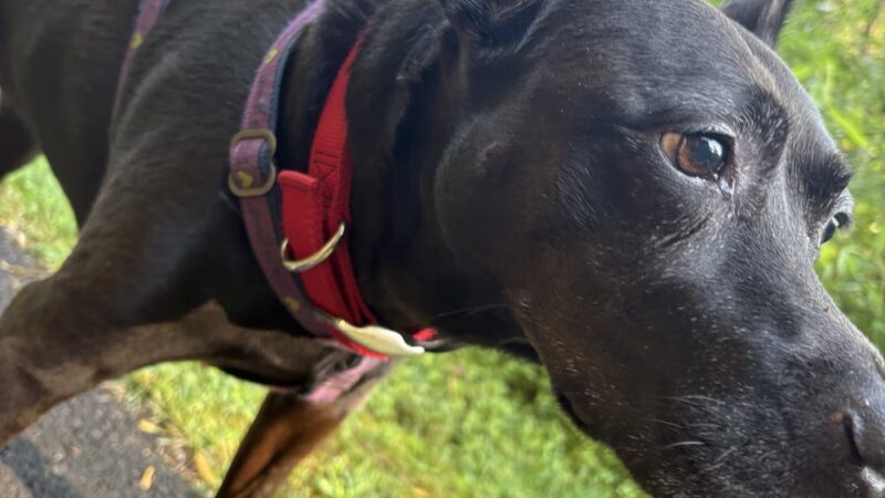 DoylestownDogsLLC - Doylestown, PA