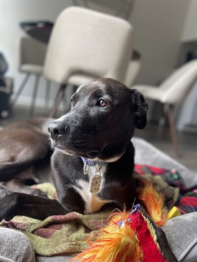 DoylestownDogsLLC - Doylestown, PA