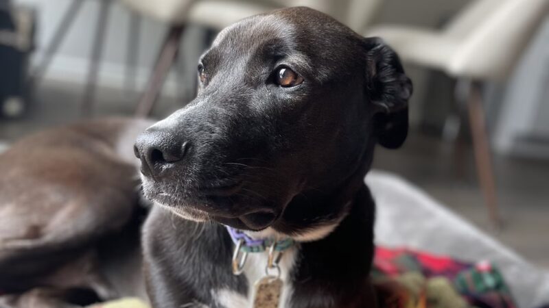DoylestownDogsLLC - Doylestown, PA