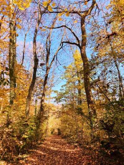 Fonthill Park - Doylestown, PA